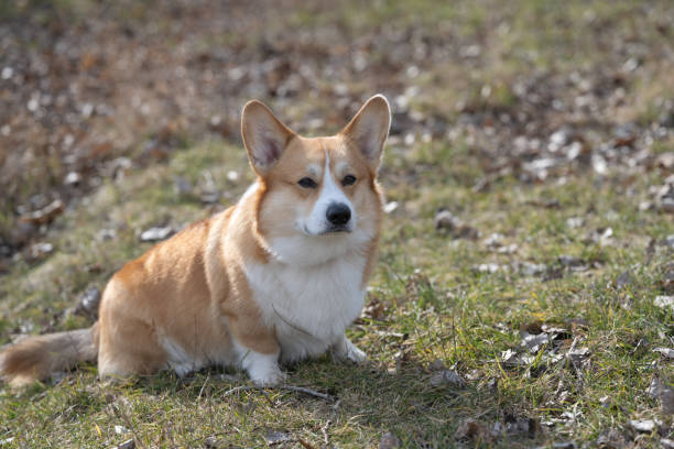 istock welsh corgi pembroke on a walk 1483313632