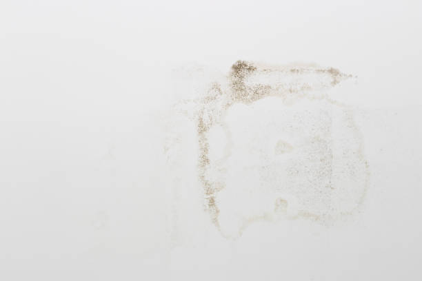 istock moldy on gypsum ceiling interior office building 1483313813