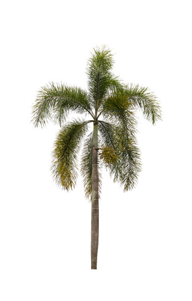 istock Palm tree ornamental plant beautiful on white background 1483313830