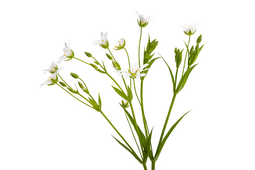 ornithogalum flower isolated on white background