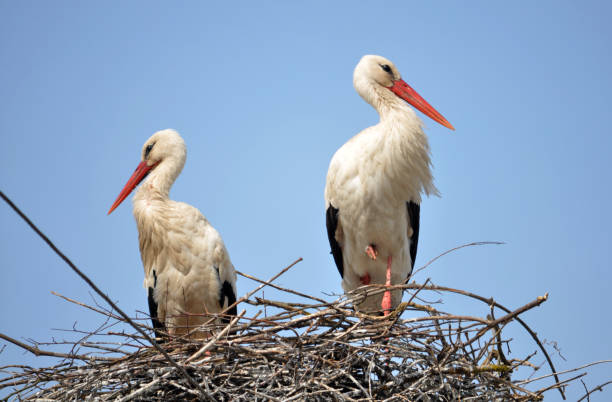 istock A white stork is in the nest 1483314461