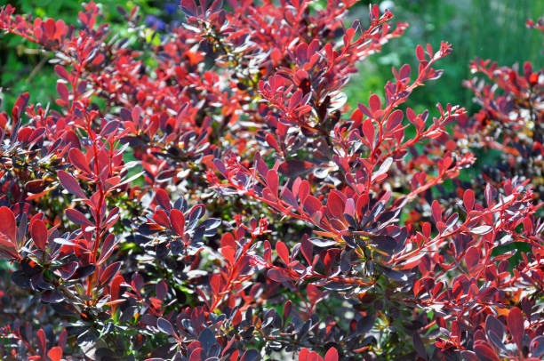 istock Thunberg barberry (Berberis thunbergii) grows in the garden 1483314481