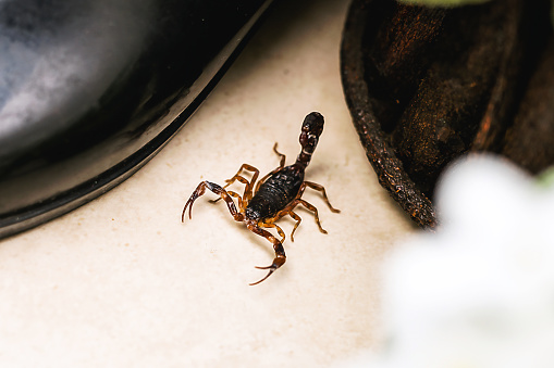 Scorpion indoors by the garden. Poisonous animal in the home interior. Careful, need for detection.