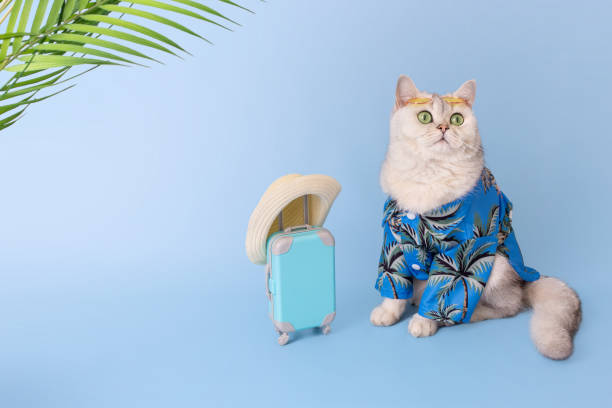 istock white cat in a blue shirt , sitting next to a small blue suitcase 1483315144