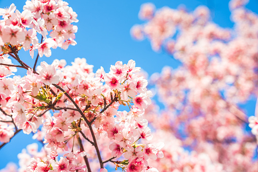 Beautiful cherry blossom sakura in spring