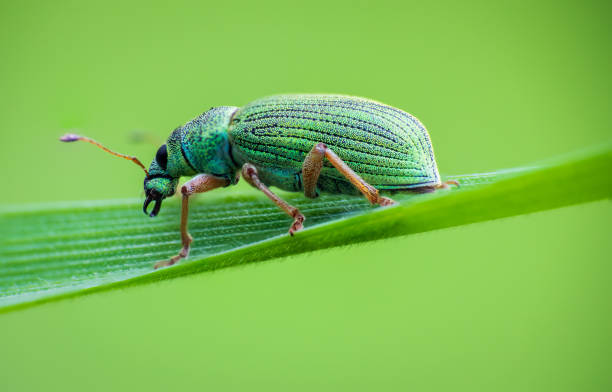 istock Silver green leaf weevil, phyllobius argentatus beetle sitting on grass stem. Animal, nature macro background 1483315178