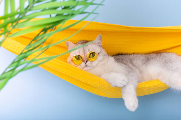 istock Beautiful white cat in a yellow glasses resting on a yellow fabric hammock 1483315195