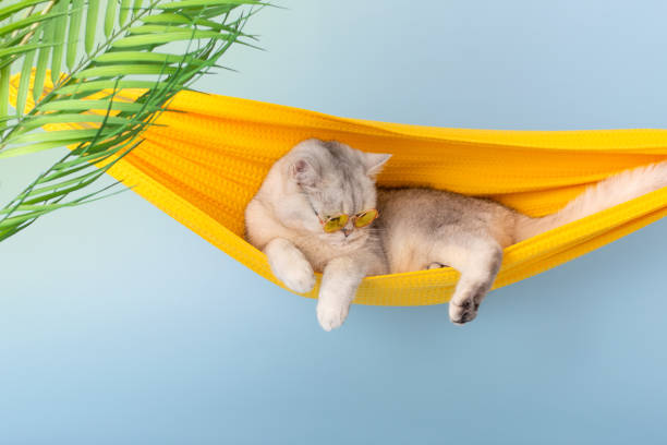 istock white cat in a yellow glasses sleeping on a yellow fabric hammock 1483315231