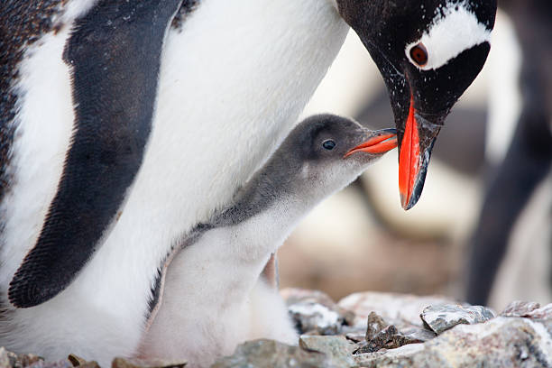 istock Doting Mother penguin gets nibbles from baby 148331591