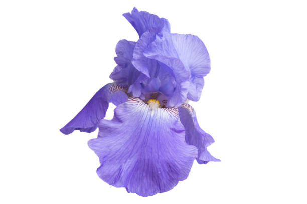 iris flower isolated stock photo