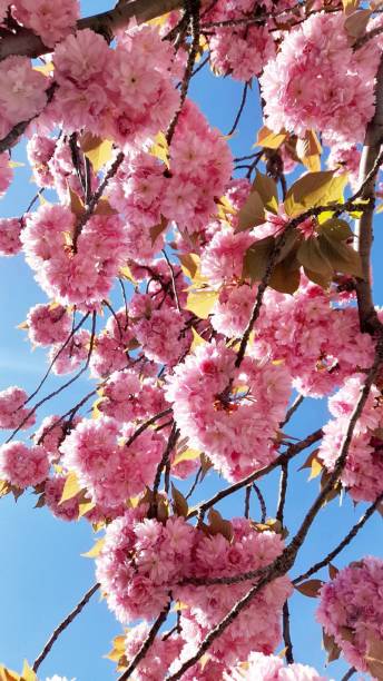 сакура - cherry blossom spring day sakura стоковые фото и изображения