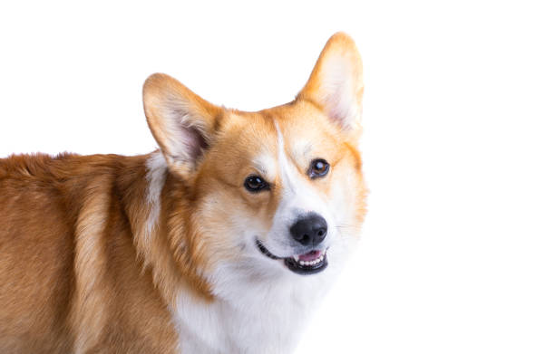 istock welsh corgi pembroke isolated 1483318212