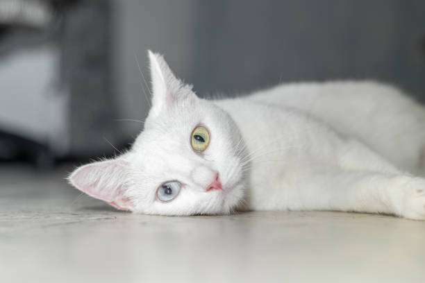 istock beautiful white cat with heterochromia iris in her eyes, lying on the floor facing the front. 1483318348