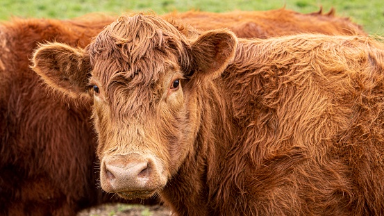 Mature Red Angus Cow Close-Up.