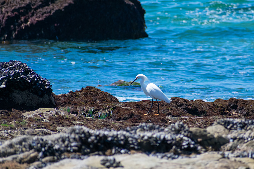 A Snowy Egret standing on moss-covered rocks off of the coast of California.