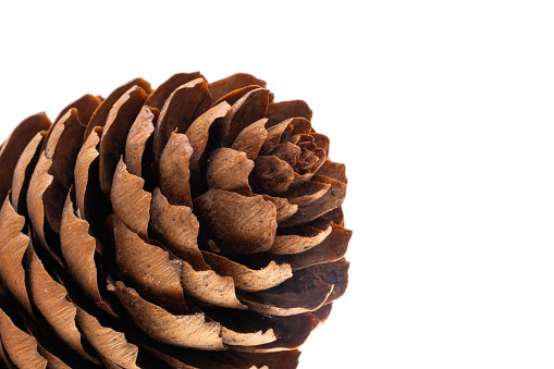 fir cone isolated on white background