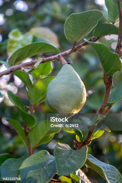 Green Fruit Of The Creeper Ficus Repens Stock Photo - Download Image ...