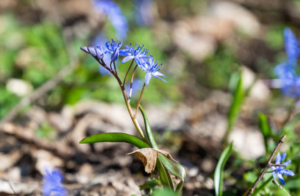 istock Scilla flower - first Spring flower in the forest 1483320899
