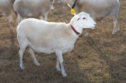 White Katahdin sheep ewe with the sun providing rim lighting