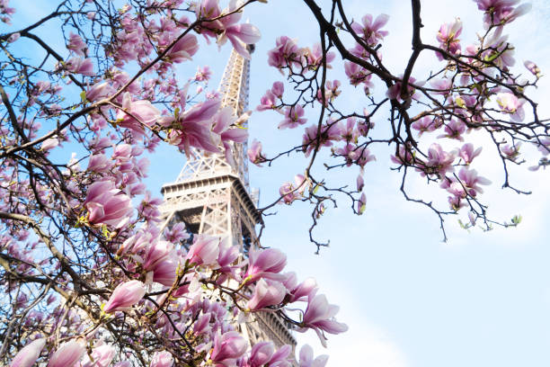 istock eiffel tour and from Trocadero, Paris 1483321056