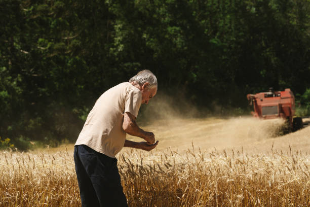istock Farmer examining wheat at harvest 1483321559