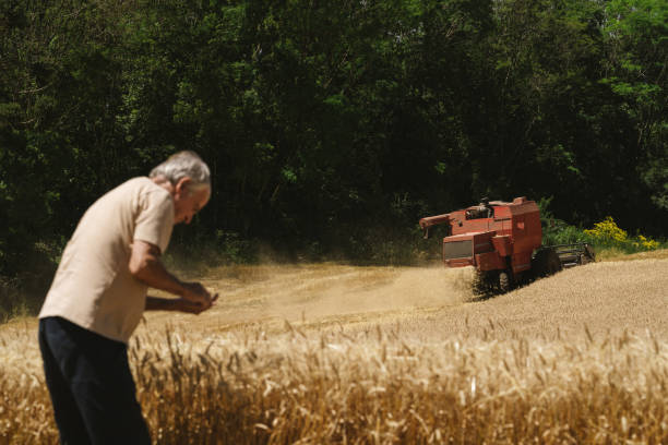 istock Farmer examining wheat at harvest 1483321800