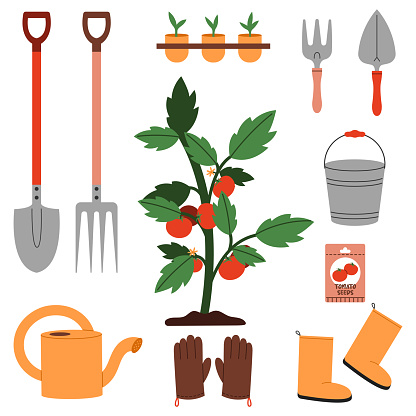 A tomato bush surrounded by essential gardening tools to help grow tomatoes: shovel, tomato seeds, watering can, gloves, rake, seedlings, bucket, and other.