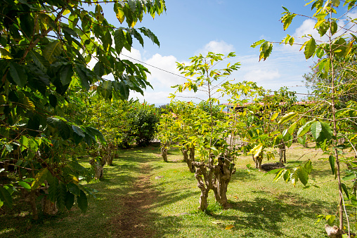 Walking along a pathway through coffee plant trees growing on a farm in the main island in Hawaii.