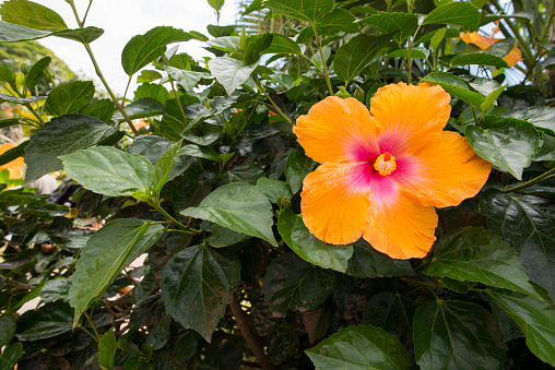Hibiscus is an extensive genus of plants of the family Malvaceae, four yellow flowers with pink cores and red stamens, in the garden against a background of green leaves.
