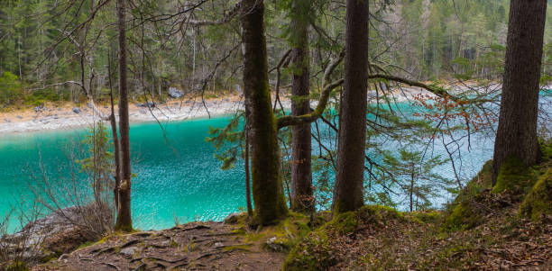 istock Panorama of Tree Trunks in front of turquoise Lake 1483323230