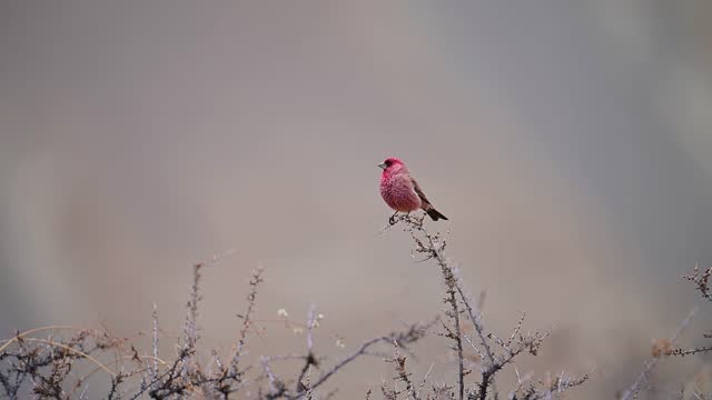 Great Rose Finch on Perch