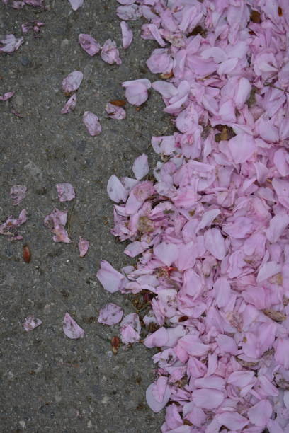 istock Japanese cherry blossom petals on the concrete 1483323443