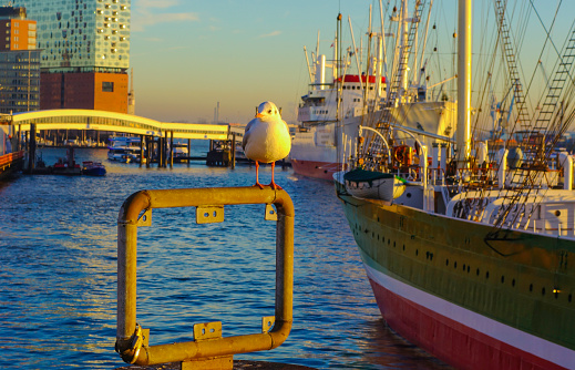 Seagull in Harbor of Hamburg Germany