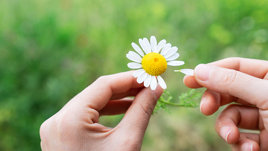 Woman pulls petals from daisy to know if she is loved