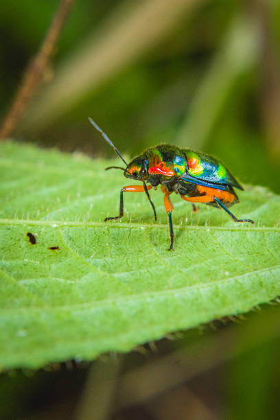 istock Jewel bugs walking in green leaf 1483324596