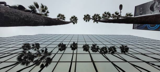 Palm trees reflected in glass facade.