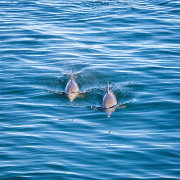 istock Two dolphins swim in the ocean, close to one another. 1483325408