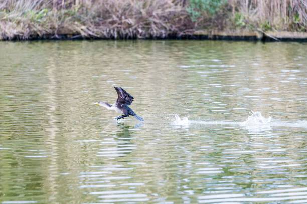 istock Great cormorant, Phalacrocorax carbo flying abo 1483325415