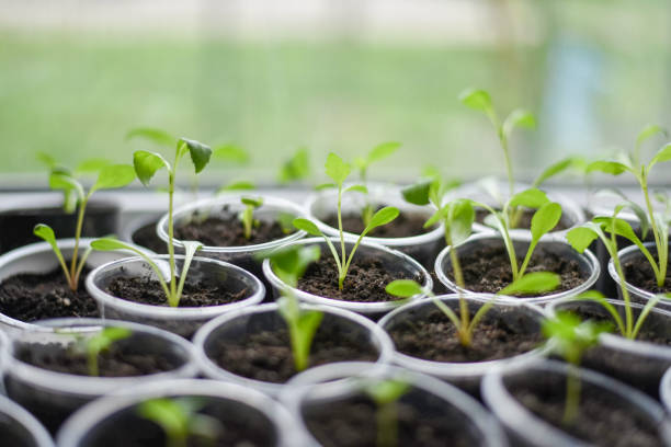 istock Seedling of flowers. Growing seedlings. 1483325745