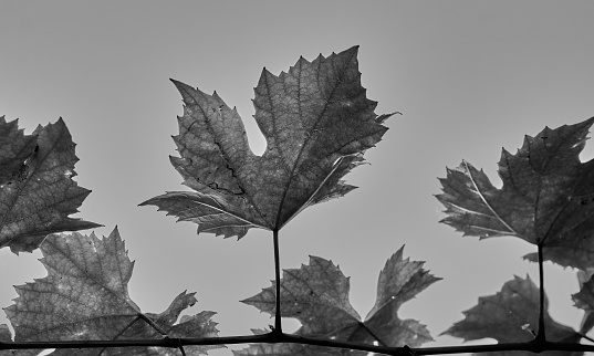 Grape leaves. Gray background. Black white photo