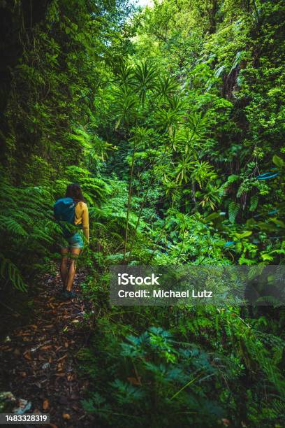 Kuvapankin valokuva otsikolla Turistinainen Kävelee Madeiran Sademetsän Läpi Umpeen Kasvaneella Vaellusreitillä Aamulla Caldeirão Verden Levada Madeiran Saari Portugali Eurooppa – Lataa kuva nyt