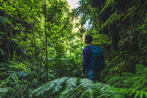 Description: Backpacker man walks through Madeiran rainforest on a fern covered gorge in the morning. Levada of Caldeirão Verde, Madeira Island, Portugal, Europe.