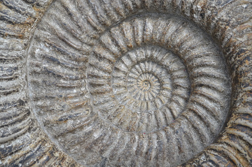 Simple Ammonite fossil