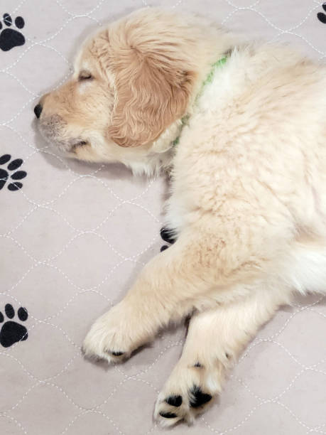 filhote de cachorro golden retriever dormindo em um cobertor acolchoado - paw print paw dog blanket - fotografias e filmes do acervo