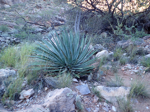 Plant on Grand Canyon Floor