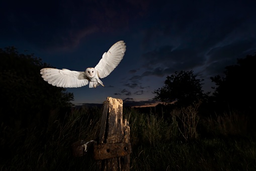 A solitary barn owl glides gracefully through the air above a wood stump at night