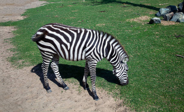 Zebra grazes in the meadow.