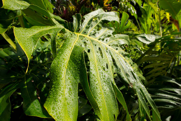 istock Monsters Plant in Hawaii 1483332394
