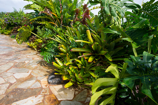 Tropical plants with large leaves are growing in an ornamental garden next to a stone pathway in Hawaii. The plants are lively on a warm summer day.