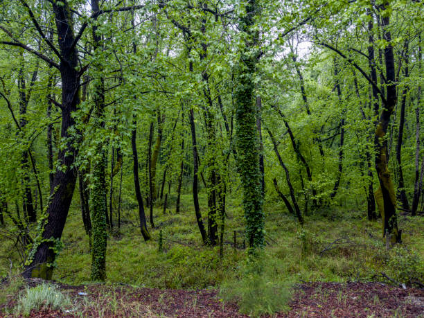 istock Dense forests in the Aegean region 1483332490